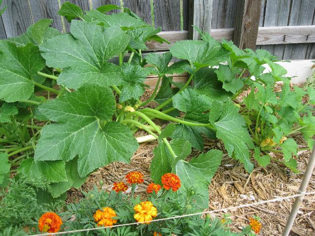 Clinic Garden