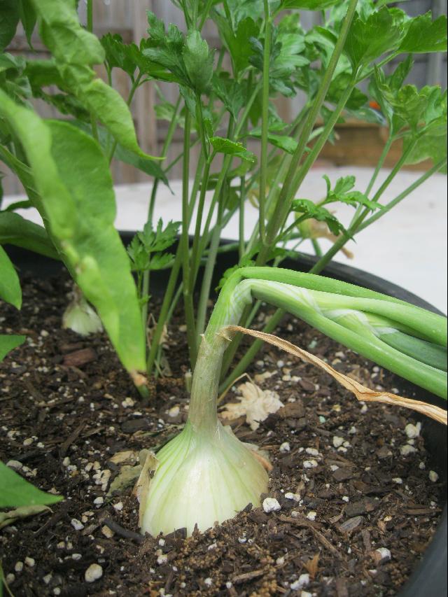 Clinic Garden