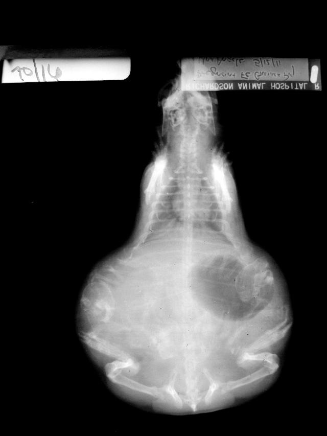 Radiograph