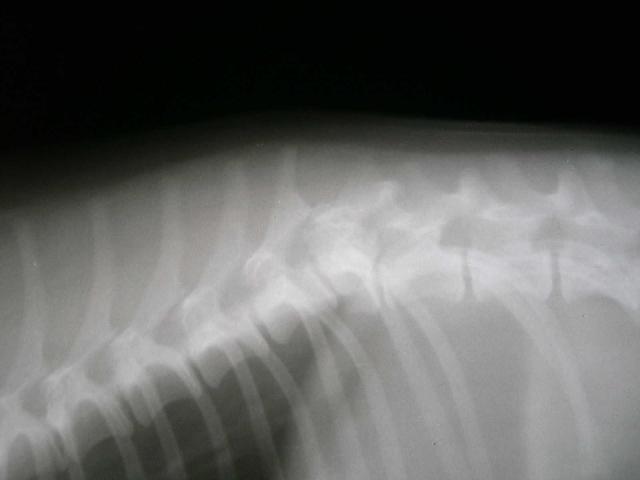 Radiograph