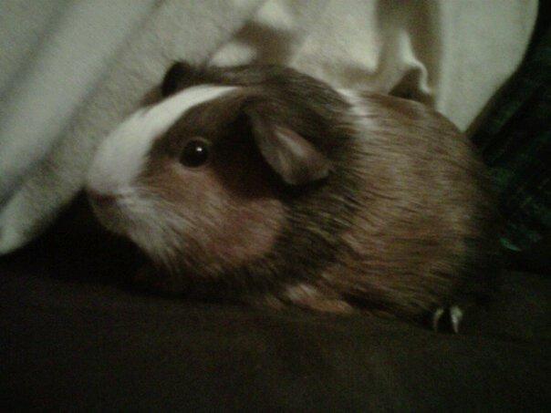 Peter Piper